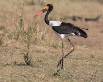 Sadelnebbstork   Ephippiorhynchus senegalensis, Manyaleti, Saddle-billed Stork, Sadelnebbstork, Sør-Afrika : Ephippiorhynchus senegalensis, Manyaleti, Saddle-billed Stork, Sadelnebbstork, Sør-Afrika