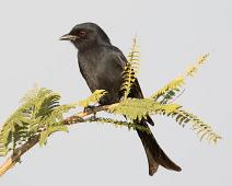 Savannedrongo   Dicrurus adsimilis, Fork-tailed drongo, Manyaleti, Savannedrongo, Sør-Afrika : Dicrurus adsimilis, Fork-tailed drongo, Manyaleti, Savannedrongo, Sør-Afrika