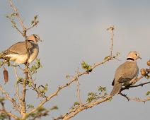 Savannedue   Manyaleti, Ring-necked Dove, Savannedue, Streptopelia capicola, Sør-Afrika : Manyaleti, Ring-necked Dove, Savannedue, Streptopelia capicola, Sør-Afrika