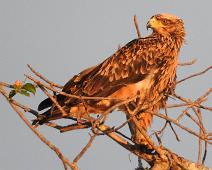 Savanneørn   Aquila rapax, Savanneørn, Tawny Eagle : Aquila rapax, Savanneørn, Tawny Eagle