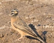 Sebraspurv   Cinnamon-breasted Bunting, Emberiza tahapisi, Manyaleti, Sebraspurv, Sør-Afrika : Cinnamon-breasted Bunting, Emberiza tahapisi, Manyaleti, Sebraspurv, Sør-Afrika