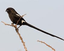 Skjærevarsler   Corvinella melanoleuca, Magpie Shrike, Manyaleti, Skjærevarsler, Sør-Afrika : Corvinella melanoleuca, Magpie Shrike, Manyaleti, Skjærevarsler, Sør-Afrika