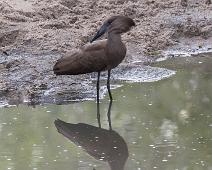 Skyggefugl   Hamerkop, Manyaleti, Scopus umbretta, Skyggefugl, Sør-Afrika : Hamerkop, Manyaleti, Scopus umbretta, Skyggefugl, Sør-Afrika