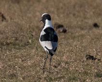 Smedvipe   Blacksmith lapwing, Manyaleti, Smedvipe, Sør-Afrika, Vanellus armatus : Blacksmith lapwing, Manyaleti, Smedvipe, Sør-Afrika, Vanellus armatus