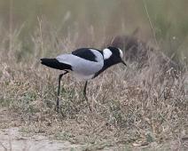Smedvipe   Blacksmith lapwing, Manyaleti, Smedvipe, Sør-Afrika, Vanellus armatus : Blacksmith lapwing, Manyaleti, Smedvipe, Sør-Afrika, Vanellus armatus