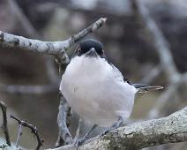 Sørdunrygg   Dryoscopus cubla, Manyaleti, Southern Puffback, Sør-Afrika, Sørdunrygg : Dryoscopus cubla, Manyaleti, Southern Puffback, Sør-Afrika, Sørdunrygg