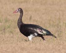 Sporegås   Manyaleti, Plectropterus gambensis, Sporegås, Spur-winged Goose, Sør-Afrika : Manyaleti, Plectropterus gambensis, Sporegås, Spur-winged Goose, Sør-Afrika