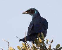 Storglansstær   Burchell's Glossy-Starling, Lamprotornis australis, Manyaleti, Storglansstær, Sør-Afrika : Burchell's Glossy-Starling, Lamprotornis australis, Manyaleti, Storglansstær, Sør-Afrika