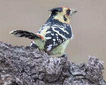 Topperleskjeggfugl   Crested Barbet, Manyaleti, Sør-Afrika, Topperleskjeggfugl, Trachyphonus vaillantii : Crested Barbet, Manyaleti, Sør-Afrika, Topperleskjeggfugl, Trachyphonus vaillantii