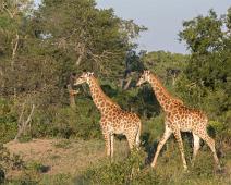 mammals