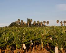Banantre, Busstur, Fra Johannesburg til Manyaleti, Kjøretøy, Planter, Sør-Afrika, Trær : Banantre, Busstur, Fra Johannesburg til Manyaleti, Kjøretøy, Planter, Sør-Afrika, Trær