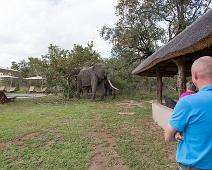 African bushelephant (Loxodonta africana knochenhaueri), Afrikansk savanneelefant, Manyaleti, Pattedyr, Sør-Afrika : African bushelephant (Loxodonta africana knochenhaueri), Afrikansk savanneelefant, Manyaleti, Pattedyr, Sør-Afrika