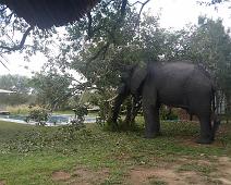 African bushelephant (Loxodonta africana knochenhaueri), Afrikansk savanneelefant, Manyaleti, Pattedyr, Sør-Afrika : African bushelephant (Loxodonta africana knochenhaueri), Afrikansk savanneelefant, Manyaleti, Pattedyr, Sør-Afrika