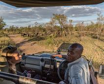 Gnu, Manyaleti, Sør-Afrika : Gnu, Manyaleti, Sør-Afrika