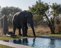 African bushelephant (Loxodonta africana knochenhaueri), Afrikansk savanneelefant, Pattedyr : African bushelephant (Loxodonta africana knochenhaueri), Afrikansk savanneelefant, Pattedyr