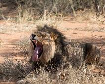 Afrikansk løve   Afrikansk løve, Lion, Panthera leo : Afrikansk løve, Lion, Panthera leo