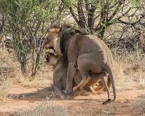 Afrikansk løve   Afrikansk løve, Lion, Panthera leo : Afrikansk løve, Lion, Panthera leo