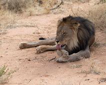 Afrikansk løve   Afrikansk løve, Lion, Panthera leo : Afrikansk løve, Lion, Panthera leo