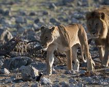 Afrikansk løve   Afrikansk løve, Lion, Panthera leo : Afrikansk løve, Lion, Panthera leo