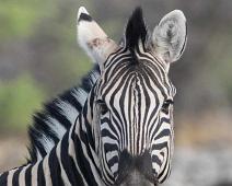 Burchellsebra   Burchellsebra, Equus burchelli : Burchellsebra, Equus burchelli