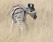 Burchellsebra   Burchellsebra, Equus burchelli : Burchellsebra, Equus burchelli