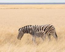Burchellsebra   Burchellsebra, Equus burchelli : Burchellsebra, Equus burchelli