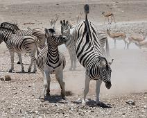 Burchellsebra   Burchellsebra, Equus burchelli : Burchellsebra, Equus burchelli
