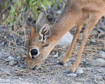 Damara dik-dik   Damara dik-dik : Damara dik-dik