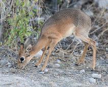 Damara dik-dik   Damara dik-dik : Damara dik-dik