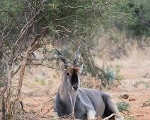 Eland   Eland : Eland