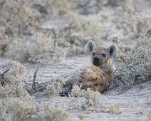 Flekkhyene   Crocuta crocuta, Flekkhyene, Spotted hyena : Crocuta crocuta, Flekkhyene, Spotted hyena