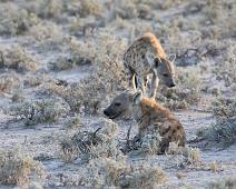 Flekkhyene   Crocuta crocuta, Flekkhyene, Spotted hyena : Crocuta crocuta, Flekkhyene, Spotted hyena