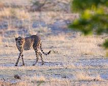 Gepard   Cheetah (Acinonyx jubatus raineyii), Gepard : Cheetah (Acinonyx jubatus raineyii), Gepard