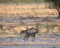Gepard   Cheetah (Acinonyx jubatus raineyii), Gepard : Cheetah (Acinonyx jubatus raineyii), Gepard