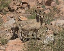 Klippespringer   Klippespringer, Namibia, Spreetshoogte Pass : Klippespringer, Namibia, Spreetshoogte Pass