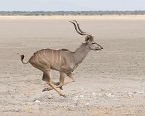 Kudu   Kudu : Kudu