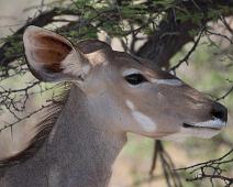 Kudu   Kudu : Kudu