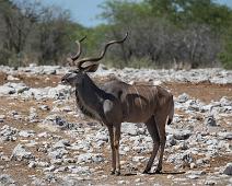 Kudu   Kudu : Kudu