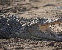 Nilkrokodille   Krypdyr amfibier og slanger, Nile Crocodile (Crocodylus niloticus), Nilkrokodille : Krypdyr amfibier og slanger, Nile Crocodile (Crocodylus niloticus), Nilkrokodille