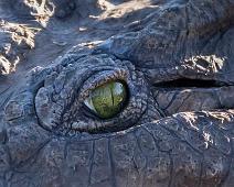 Nilkrokodille   Krypdyr amfibier og slanger, Nile Crocodile (Crocodylus niloticus), Nilkrokodille : Krypdyr amfibier og slanger, Nile Crocodile (Crocodylus niloticus), Nilkrokodille