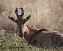 Rød kuantilope   Alcelaphus buselaphus caama, Kuantilope, Rød kuantilope : Alcelaphus buselaphus caama, Kuantilope, Rød kuantilope