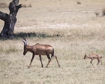 Rød kuantilope   Alcelaphus buselaphus caama, Kuantilope, Rød kuantilope : Alcelaphus buselaphus caama, Kuantilope, Rød kuantilope