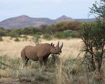 Spissneshorn   Black rhino, Diceros bicornis, Spissneshorn : Black rhino, Diceros bicornis, Spissneshorn