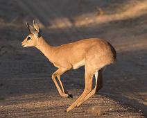 Steinbukkantilope   Steinbukkantilope : Steinbukkantilope
