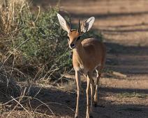 Steinbukkantilope   Steinbukkantilope : Steinbukkantilope