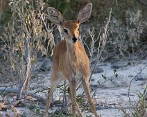 Steinbukkantilope   Steinbukkantilope : Steinbukkantilope