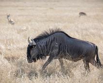 Stripegnu   Blue wildebeest, Connochaetes  taurinus, Stripegnu : Blue wildebeest, Connochaetes  taurinus, Stripegnu