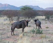 Stripegnu   Blue wildebeest, Connochaetes  taurinus, Stripegnu : Blue wildebeest, Connochaetes  taurinus, Stripegnu
