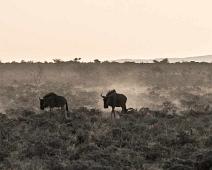 Stripegnu   Blue wildebeest, Connochaetes  taurinus, Stripegnu : Blue wildebeest, Connochaetes  taurinus, Stripegnu