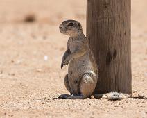 Surikat   Namibia, Snikekattfamilien, Solitaire camp, Surikat : Namibia, Snikekattfamilien, Solitaire camp, Surikat